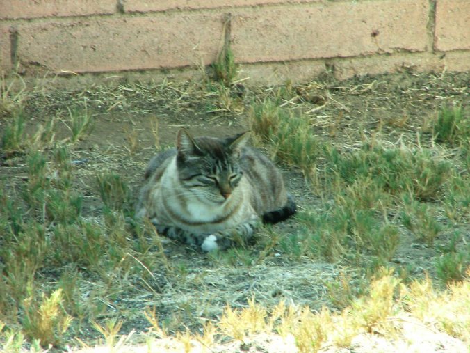 Cali's not impressed and takes a catnap....